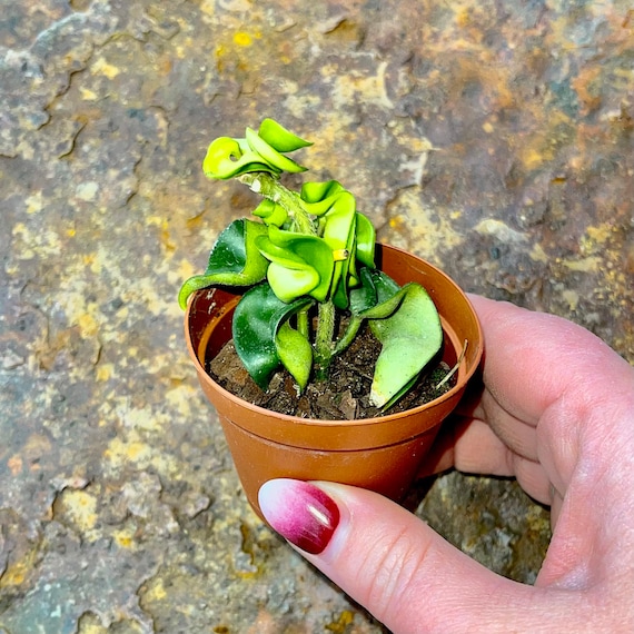 Hoya Carnosa Compacta - Hindu Rope Hoya - Trailing & Flowering - Easy Care Houseplant