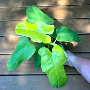 Philodendron Bipennifolium - Rare Golden Violin - Stunning Bright Green Aroid - Air Purifying - Easy Care Houseplant