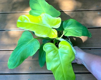 Philodendron Violin Silver Bipennifolium | Free Phythosanitary Certificate  - Etsy
