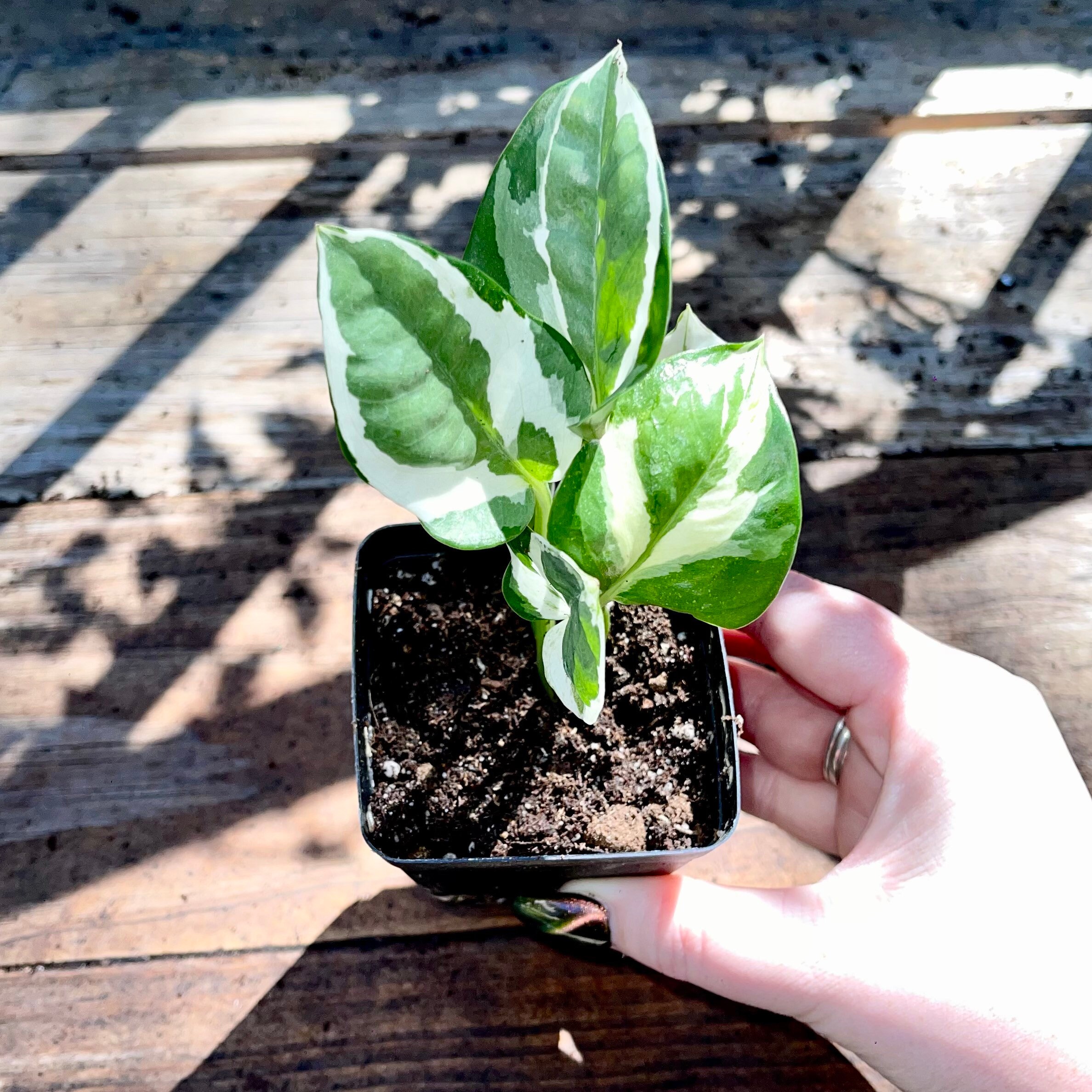 Epipremnum Aureum Glacier - Rare Pothos Variety - Variegated
