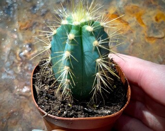 Cactus Premiums - Purple Prickly Pear, Blue Torch, Peanut, Saguaro, Old Man, Myrtillo, Ferocactus & Mammillaria - RARE Easy Care Houseplant