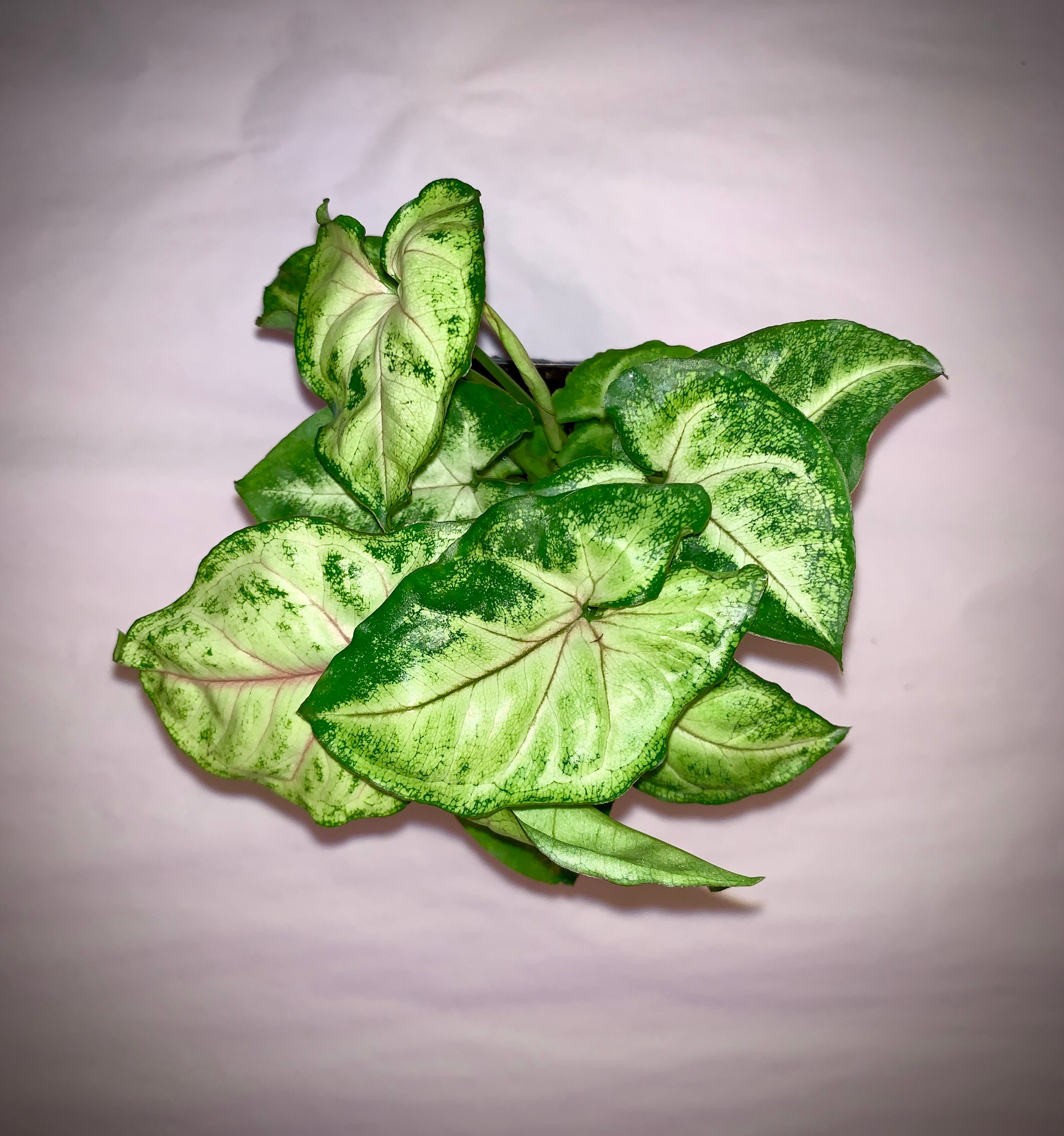 Nephthytis Arrowhead Plant Several Varieties in 3 Pot Etsy