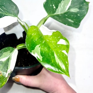 Rare Philodendron Erubescens White Princess White Variegated Philo in an Established 5 growers Pot Climbing Easy Care Houseplant image 9