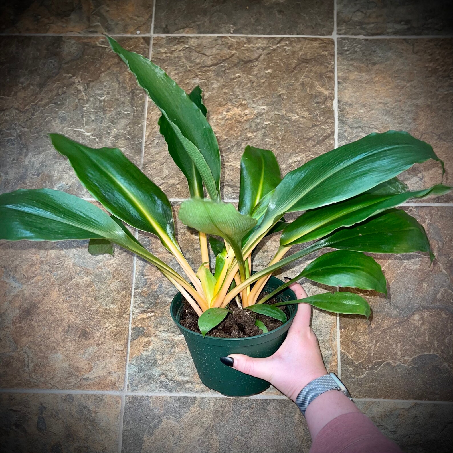 RARE Fire Flash Mandarin Spider Plant Chlorophytum | Etsy