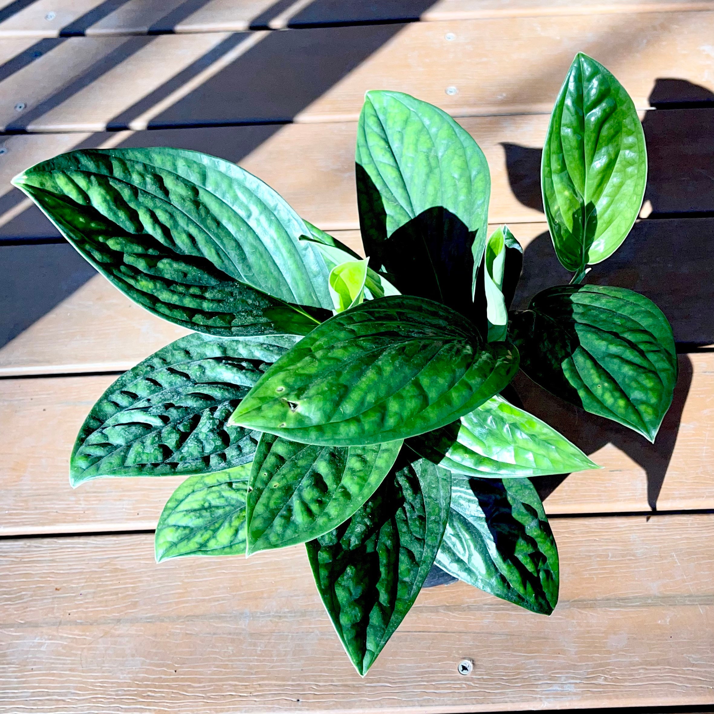 ananas plant Ananas Mis amigos (baby pineapple) starter plant **(ALL plants require you  to purchase ANY 2 plants!)**