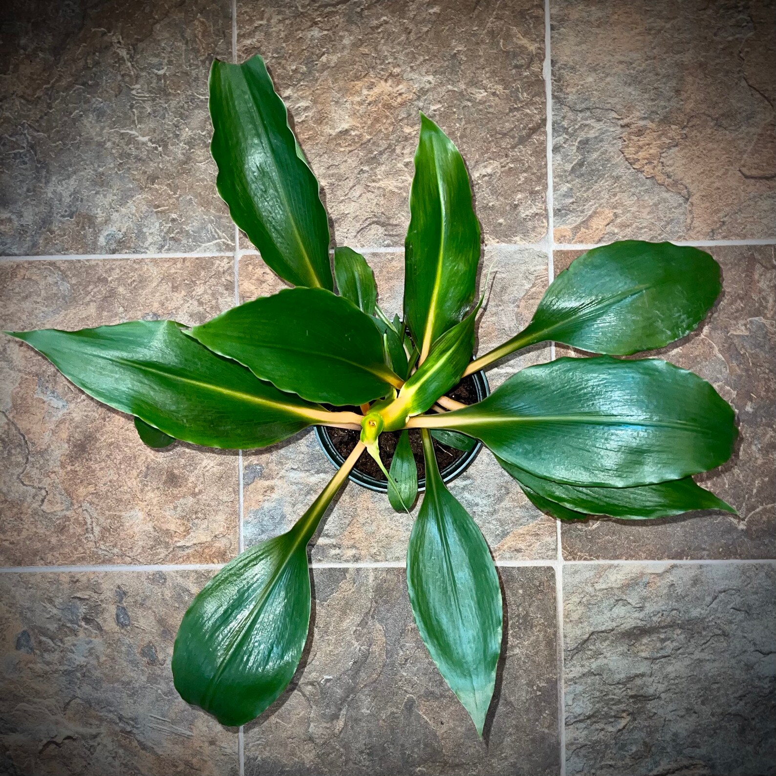 13+ Mandarin Spider Plant RARE Fire Flash Mandarin Spider Plant Chlorophytum | Etsy