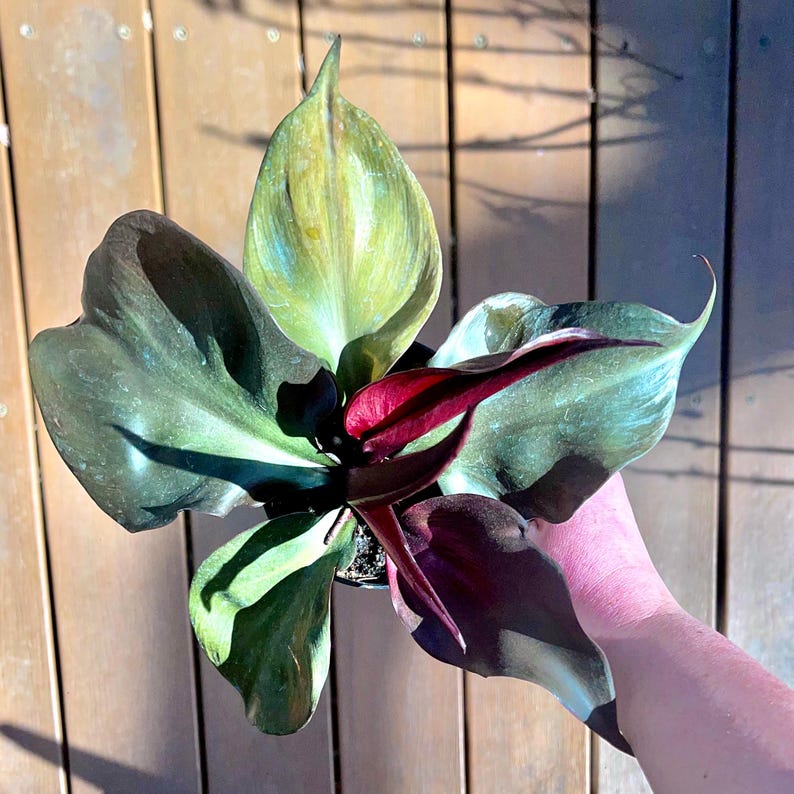 EasyBreezyBotanicals Philodendron - Thumbnail 4