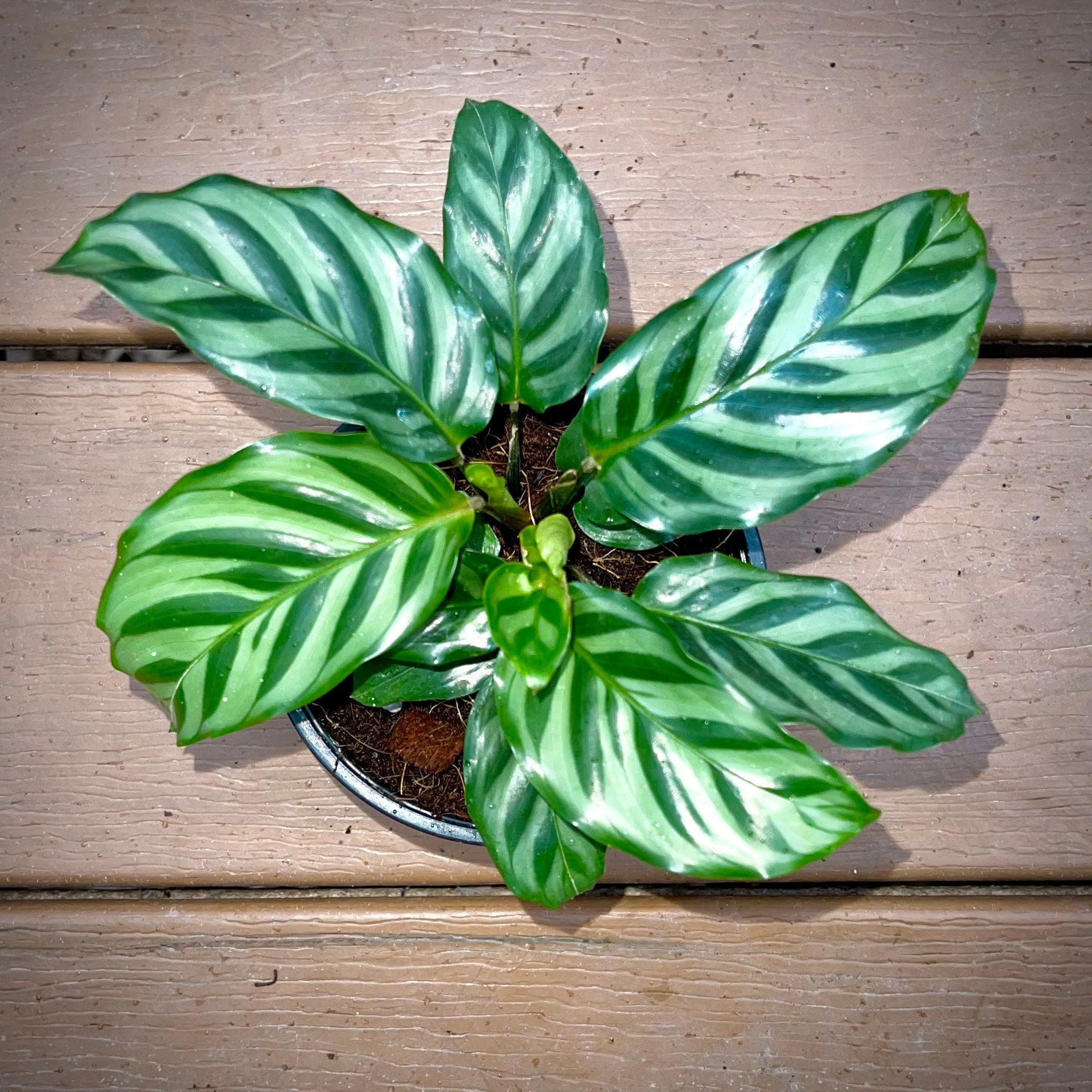 Calathea Concinna Freddie Rare Prayer Plant NonToxic Etsy