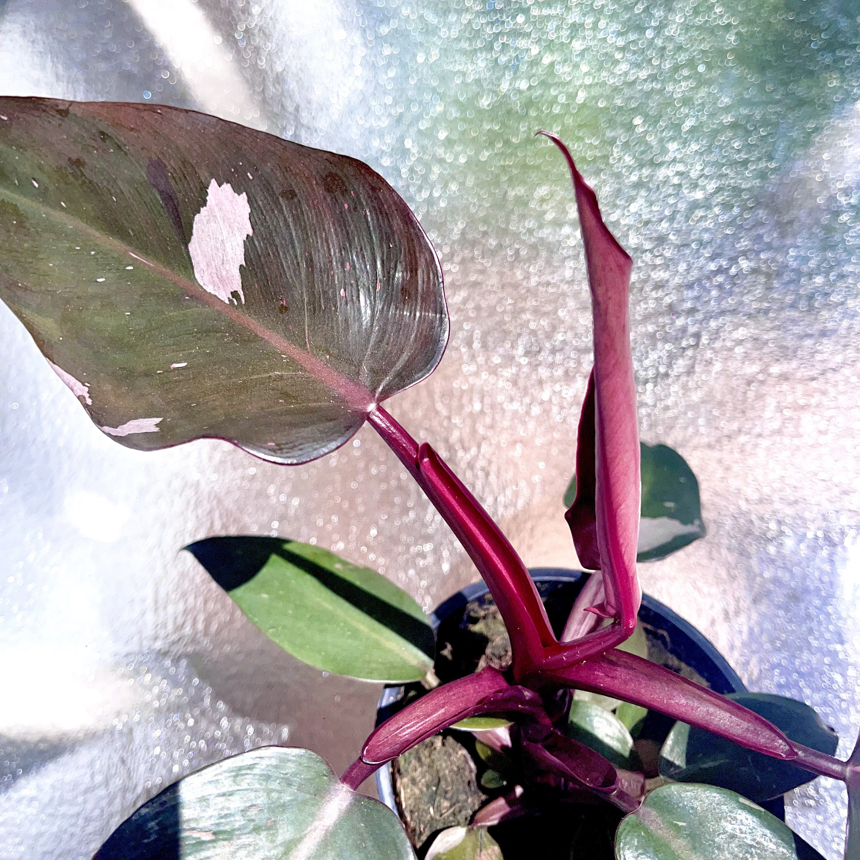 orchids plant price Prebook BULK