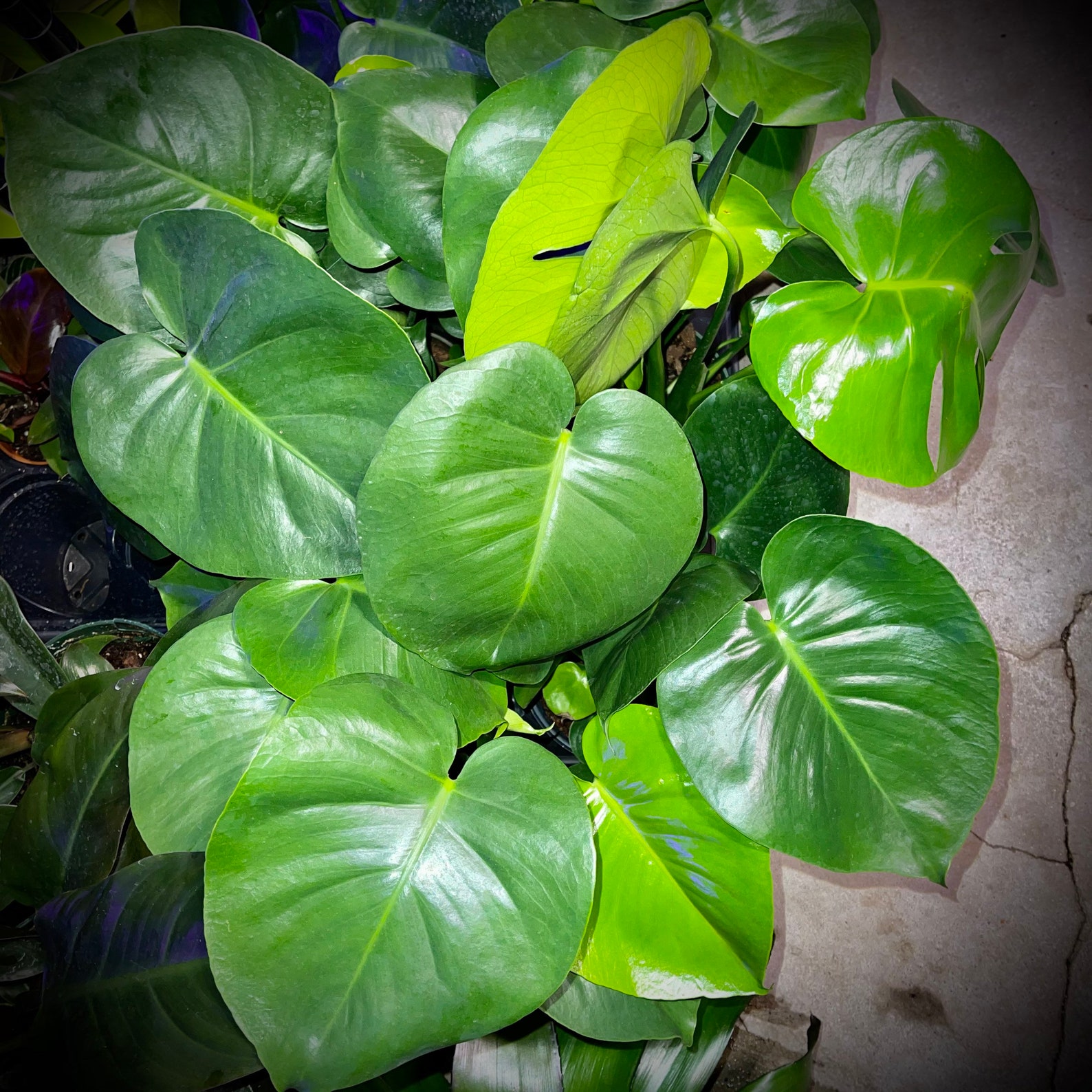 Philodendron Monstera Deliciosa Swiss Cheese Plant Air Etsy