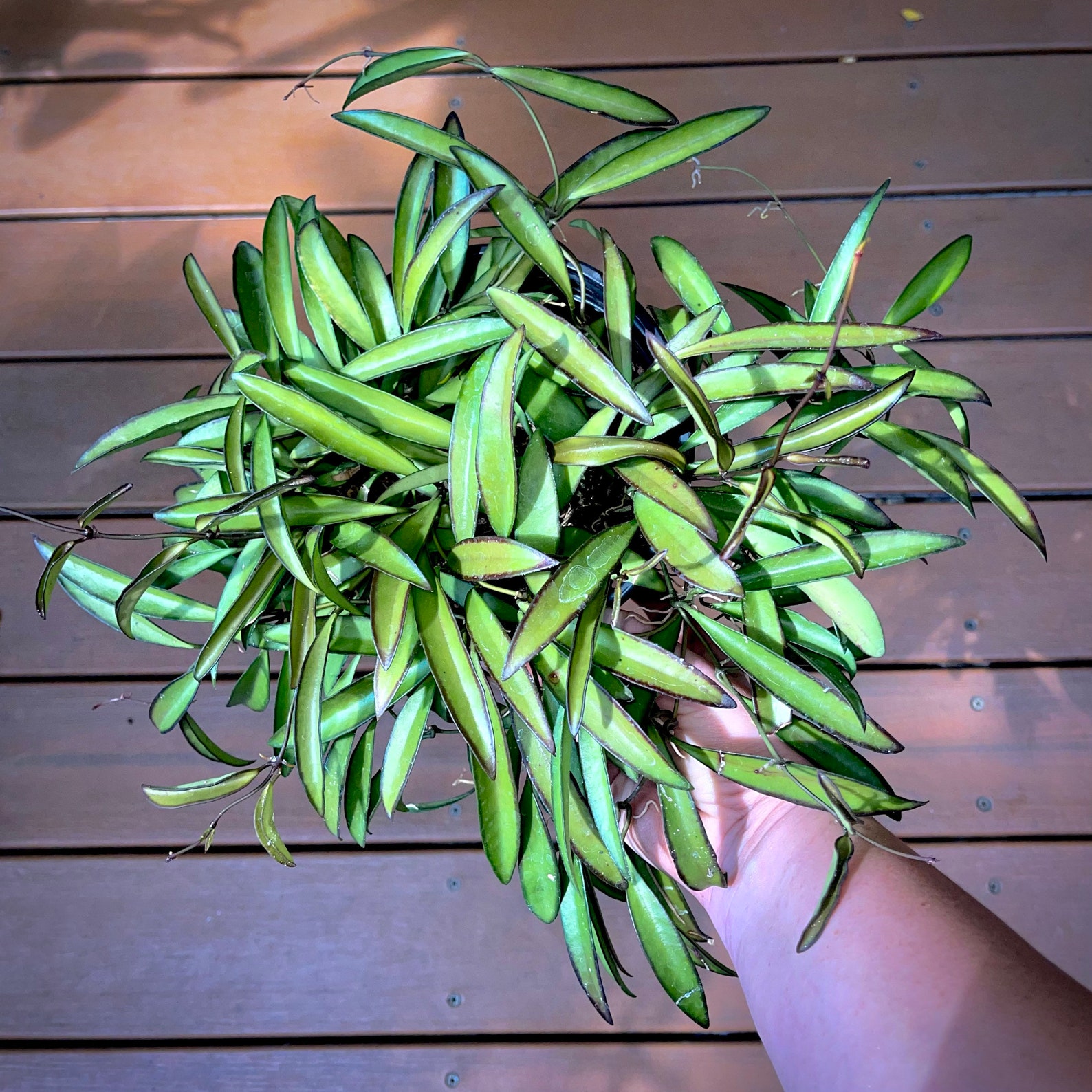 Variegated Hoya Wayetii RARE Trailing Wax Flower 2 Pot Etsy