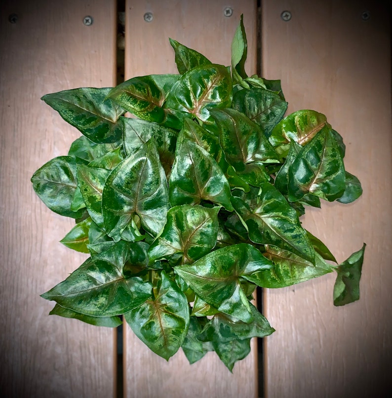 Nephthytis Arrowhead Plant Several Varieties in Large 4 Etsy