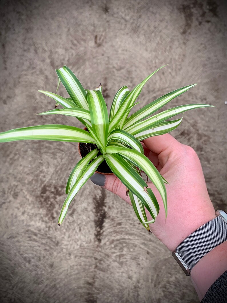 Spider Plant Chlorophytum Comosum NonToxic Air Etsy