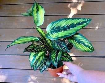 Calathea Beauty Star - Rare Specialty Plant - Variegated Pink Pinstripe Foliage - Non-Toxic Houseplant