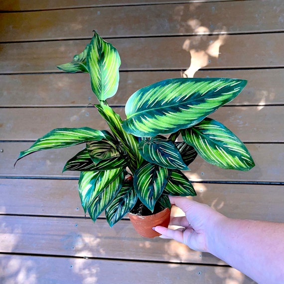 Pin Stripe Calathea - Live Plant in a 4 Inch Pot - Calathea Ornata -  Beautiful Easy to Grow Air Purifying Indoor Plant 