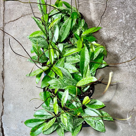 Hoya Pubicalyx Splash - Sliver Variegated Wax Plant - Non-toxic