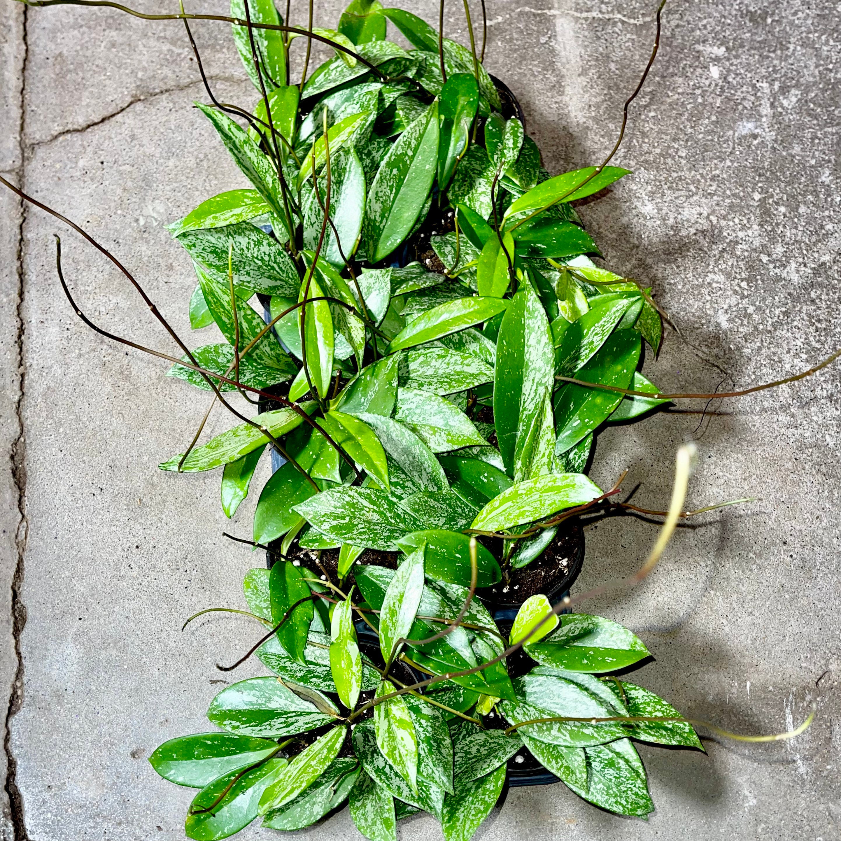 Hoya Pubicalyx Splash - Sliver Variegated Wax Plant - Non-toxic