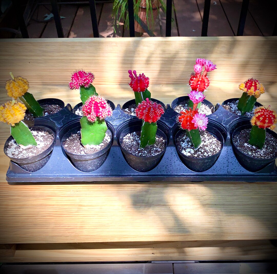 Moon Cactus Several Bright Neon Colors Available Sunset - Etsy