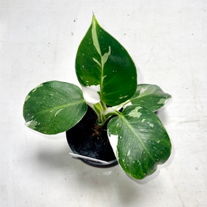 Rare Philodendron Erubescens White Princess White Variegated Philo in an Established 5 growers Pot Climbing Easy Care Houseplant image 1