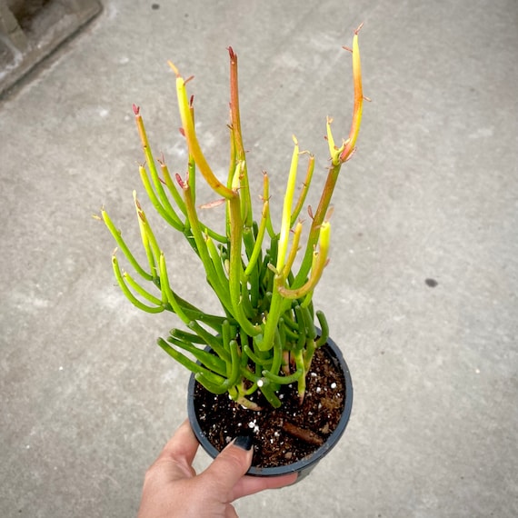 Euphorbia Tirucalli Firesticks Pencil Cactus Air Purifying - Etsy