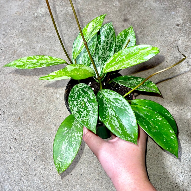 Hoya Pubicalyx Splash Sliver Variegated Wax Plant Non-Toxic Air Purifying Trailing, Blooming Easy Care Houseplant Medium Variegation4”