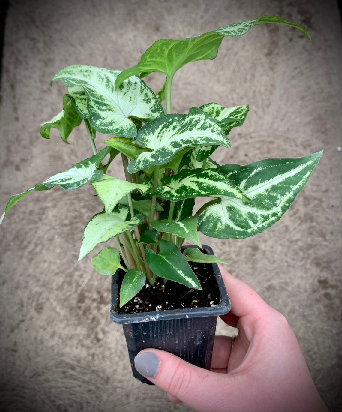 Nephthytis Arrowhead Plant Several Varieties in 3 Pot Etsy