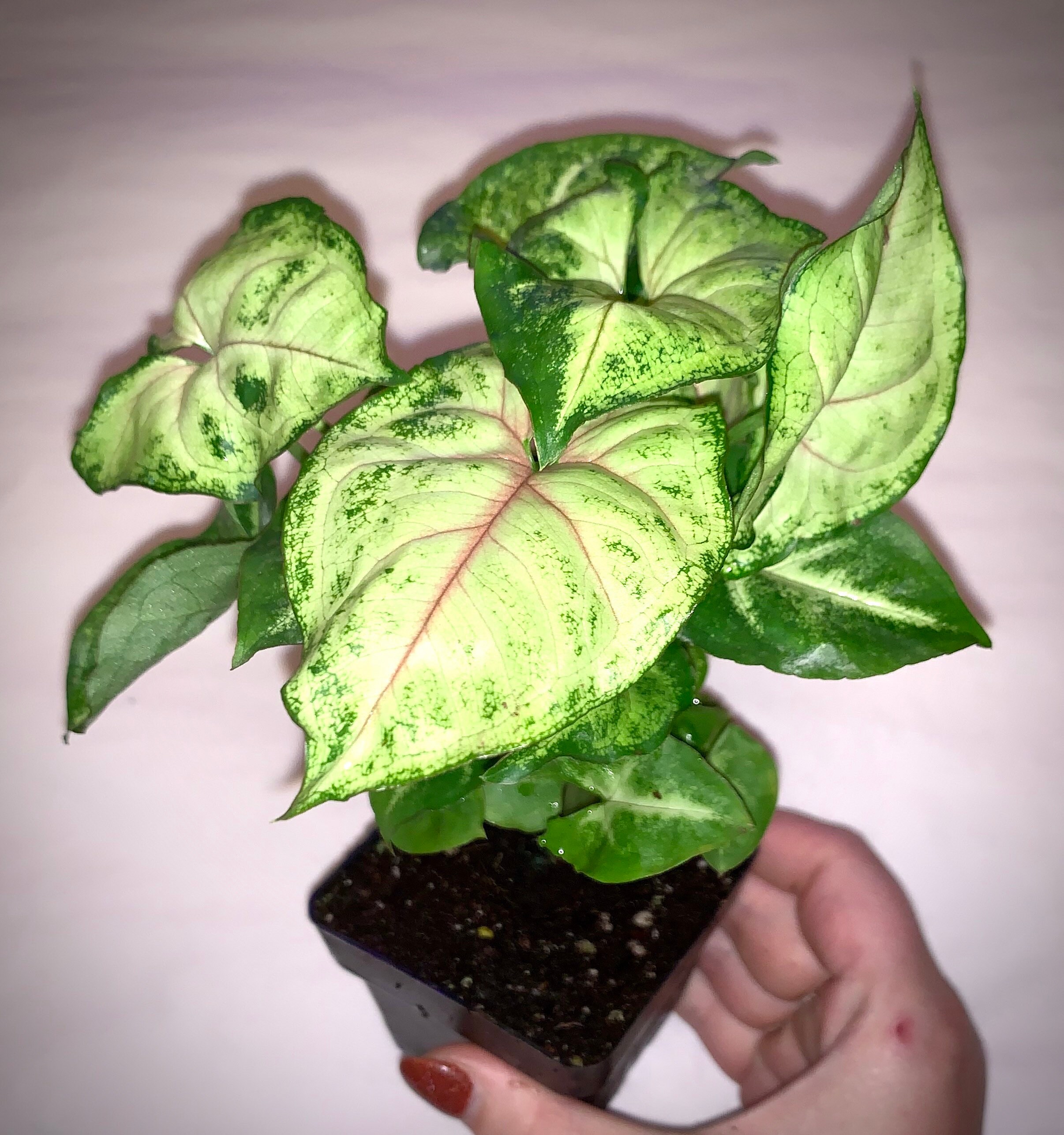 Nephthytis Arrowhead Plant Several Varieties in 3 Pot Etsy