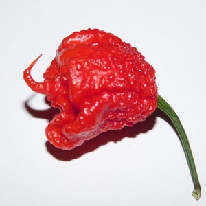 10 Carolina Reaper Seeds Freshly Harvested - Worlds Hottest Chili Pepper Plant - High Germination - All Natural Heirloom Garden - Capsicum