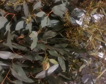 Fresh eucalyptus