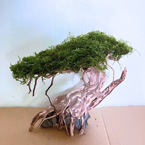 Può includere: Un piccolo bonsai di muschio verde con una base in legno di deriva marrone e grigio. L'albero è seduto su una superficie di cartone marrone.
