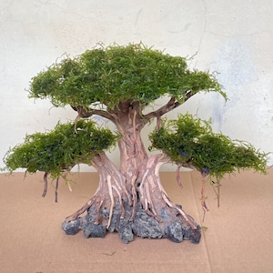 Può includere: Un bonsai di muschio verde con tre rami e una base marrone testurizzata. L'albero è posto su una superficie marrone.