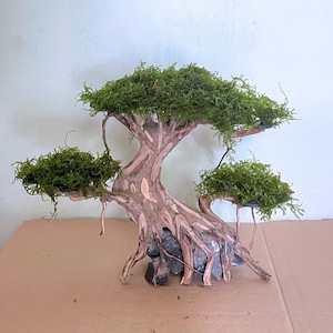 Può includere: Un albero bonsai in miniatura con fogliame di muschio verde e un tronco marrone nodoso. L'albero è in vaso in un vaso di ceramica marrone e si trova su una superficie marrone chiaro.