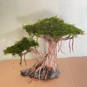 Può includere: Un bonsai di muschio verde con un tronco spesso e molti rami. L'albero è piantato in una base di roccia marrone e grigia.