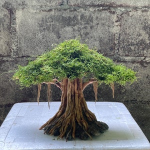 Drivvedsmossa i akvarium, mini-bonsai i aquascape, bonsai av drivvedsrot i javamossa, dekorationer av terrarierakvarier, dekoration av reptilhabitat