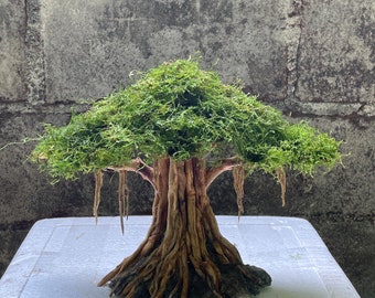 Może przedstawiać: Miniaturowe drzewko bonsai z zielonym mchem i brązowymi korzeniami, umieszczone na białej platformie na tle szarej ceglanej ściany.
