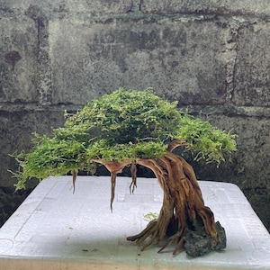 Può includere: Un albero bonsai in miniatura ricoperto di muschio con un tronco e radici spessi e nodosi, esposto su una base di polistirolo bianca.