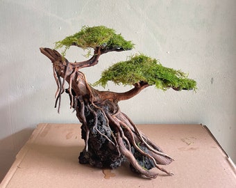 Driftwood Moss Aquarium, Bonsai mini aquascape, drift wood bonsai java moss, terrarium aquarium decorations, reptile habitat decor