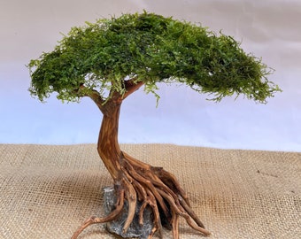 Aquarium Treibholz Moos Bonsai Baum Aquascape, Treibholz Bonsai, Terrarium Aquarium Dekoration, Terrarium, Reptil Lebensraum Dekor