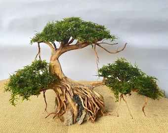 Aquascape bonsai tree Wite moss driftwood bonsai, terrarium aquarium decorations , reptile habitat decor tank