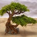 see more listings in the aquarium bonsai tree section