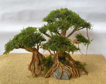 Driftwood Bonsai tree live moss, aquarium java moss drift wood bonsai aquascape, terrarium aquarium decorations , Reptile Cage decor