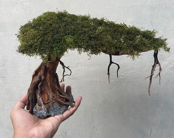 Aquarium Treibholz Moos, Aquascape Bonsai mini, Treibholz Bonsai, Terrarium Dekoration
