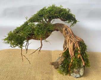 メルカリ便】盆栽流木 20×12×15cm ジャワモス&クローバー活着流木