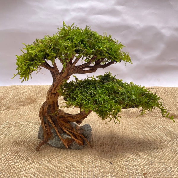 Aquarium Bonsai Tree Etsy