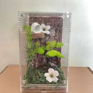Jumping Spider Enclosure bonsai moss 4x4x7 spider house Kit, spider tank terrarium , spider habitat accessories, arachnid habitat  decor