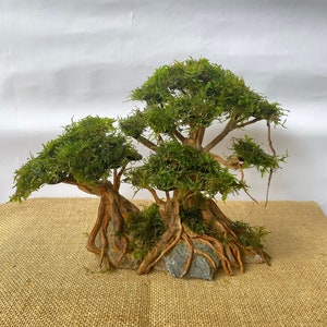 Può includere: Un bonsai in miniatura di muschio con due alberi che crescono da una singola base. Gli alberi hanno un fogliame di musgo verde e radici marroni e nodose. La base è fatta di una roccia marrone con una roccia grigia di fronte. Il bonsai è seduto su una superficie di juta marrone.