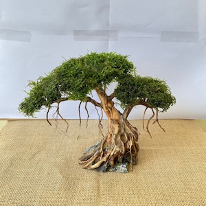Può includere: Un albero bonsai in miniatura con fogliame di musgo verde e un tronco di legno marrone nodoso. L'albero è radicato in una base di roccia ed è esposto su una superficie di juta marrone.