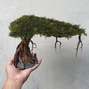 Aquarium driftwood  moss, aquascape Bonsai mini, drift wood bonsai, terrarium aquarium decorations