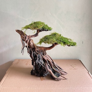 Può includere: Un albero bonsai in miniatura con fogliame di muschio verde e radici marroni nodose. L'albero è montato su una base di roccia grigio scuro.
