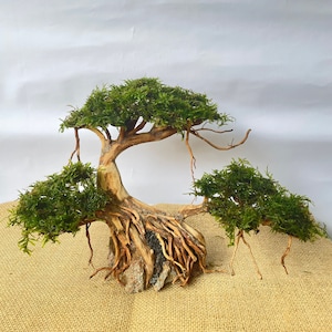 May include: A miniature bonsai tree with green moss foliage and brown, gnarled roots. The tree is displayed on a brown burlap surface.